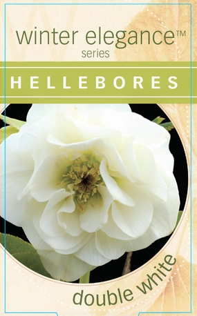 Helleborus - Winter Elegance series 'Double White' small flower pot  