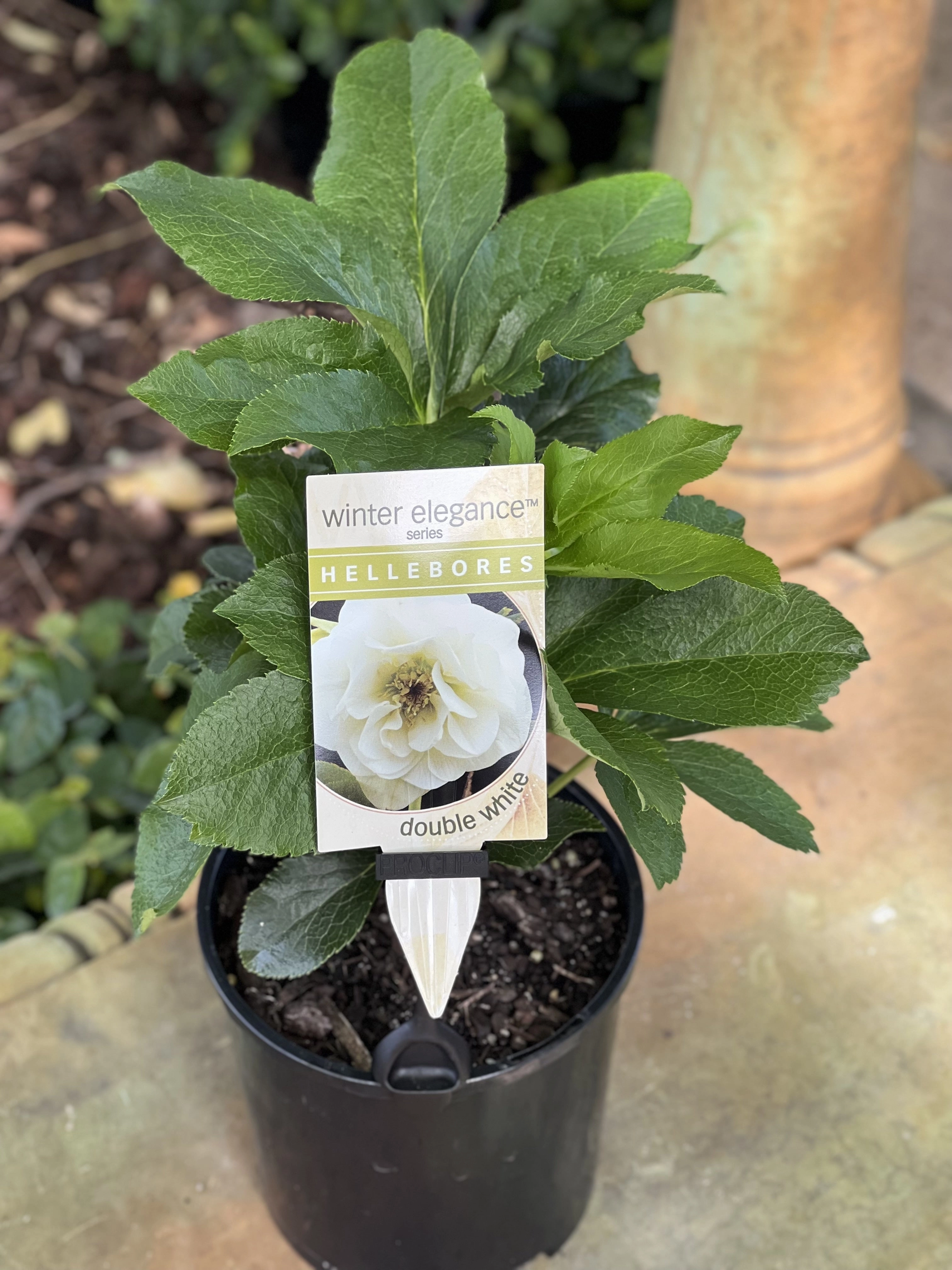 Helleborus - Winter Elegance series 'Double White'