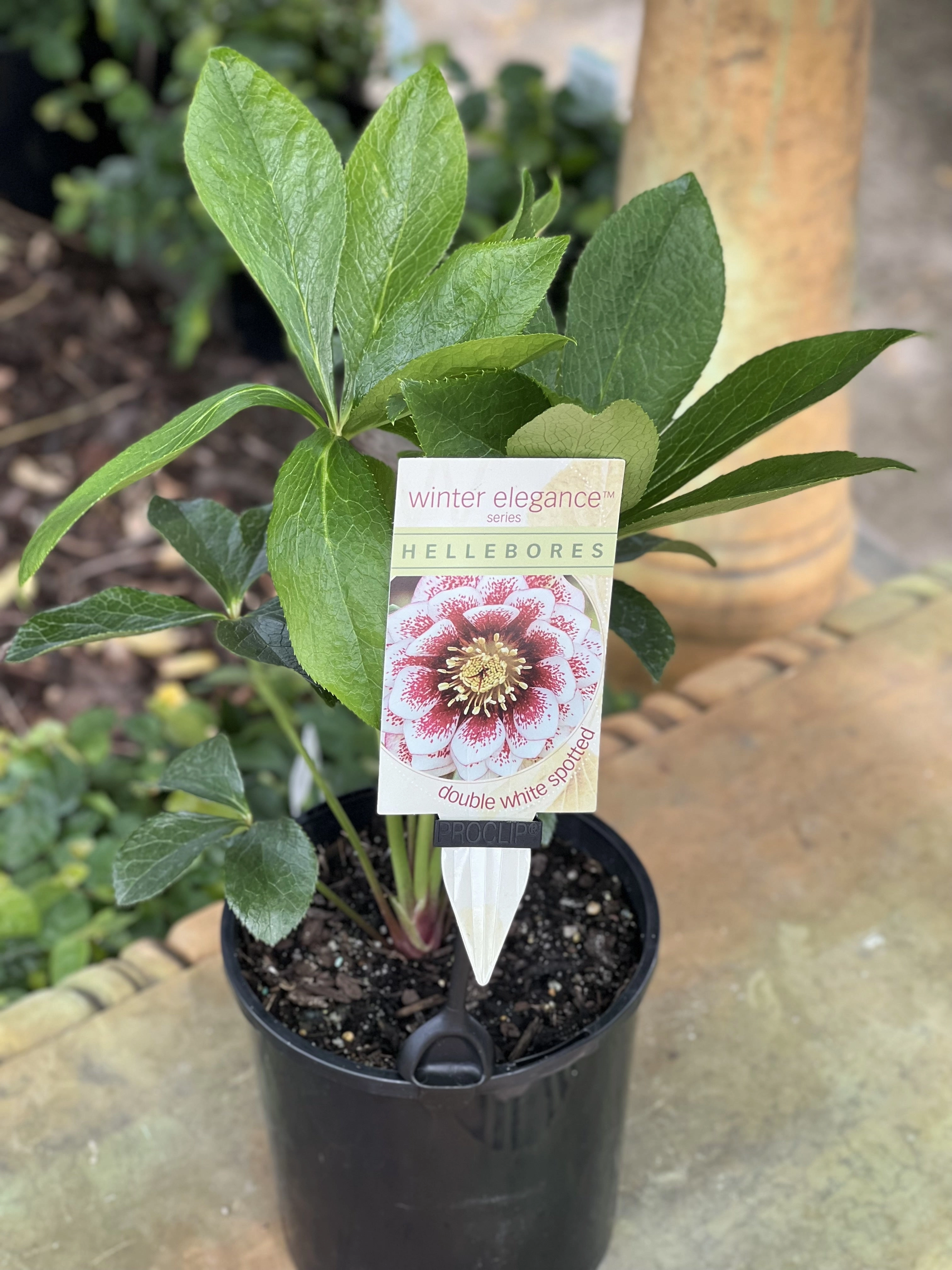Helleborus - Winter Elegance series 'Double White Spotted'
