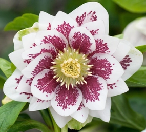 Helleborus - Winter Elegance series 'Double White Spotted' small flower pot  