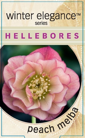 Helleborus - Winter Elegance series 'Peach Melba' small flower pot  
