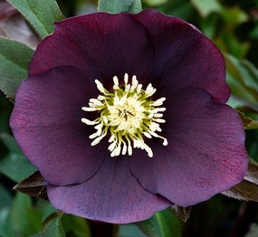 Helleborus - Winter Elegance series 'Plum Purple' small flower pot  