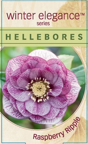 Helleborus - Winter Elegance series 'Raspberry Ripple' small flower pot  