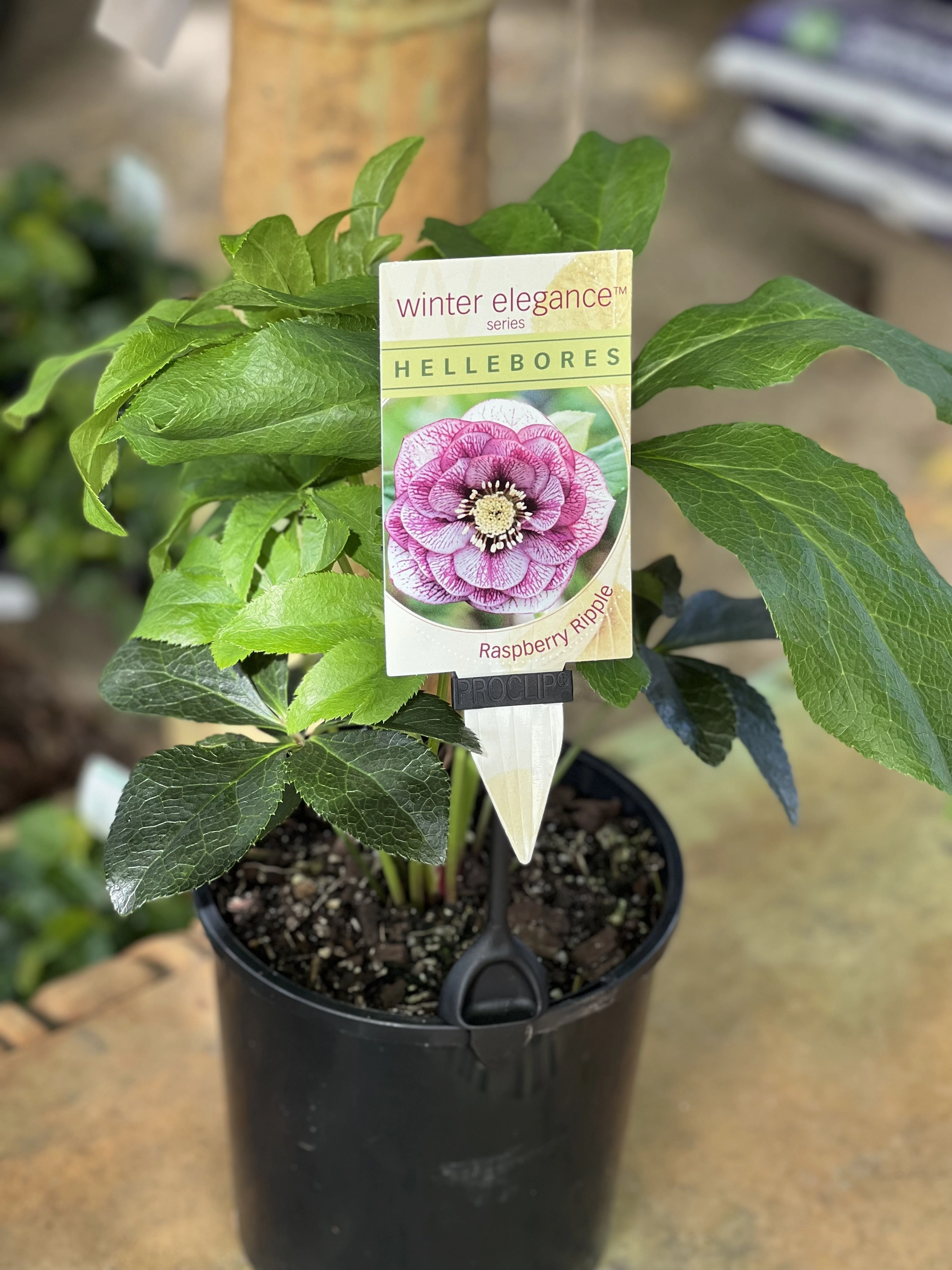 Helleborus - Winter Elegance series 'Raspberry Ripple'