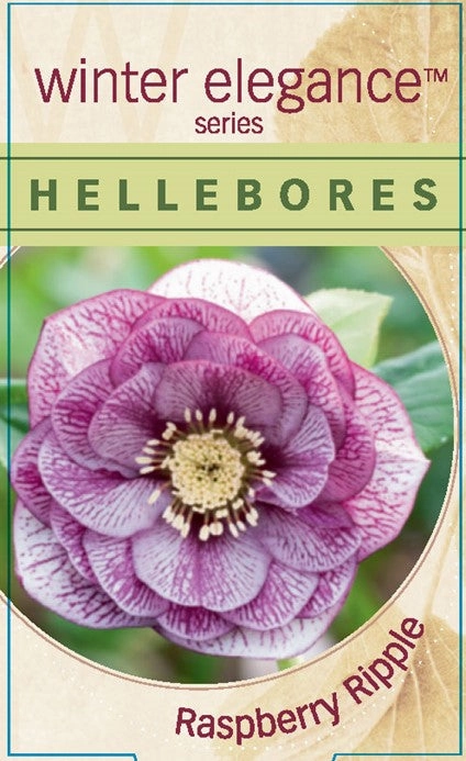 Helleborus - Winter Elegance series 'Raspberry Ripple' small flower pot  