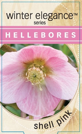 Helleborus - Winter Elegance series 'Shell Pink' small flower pot  