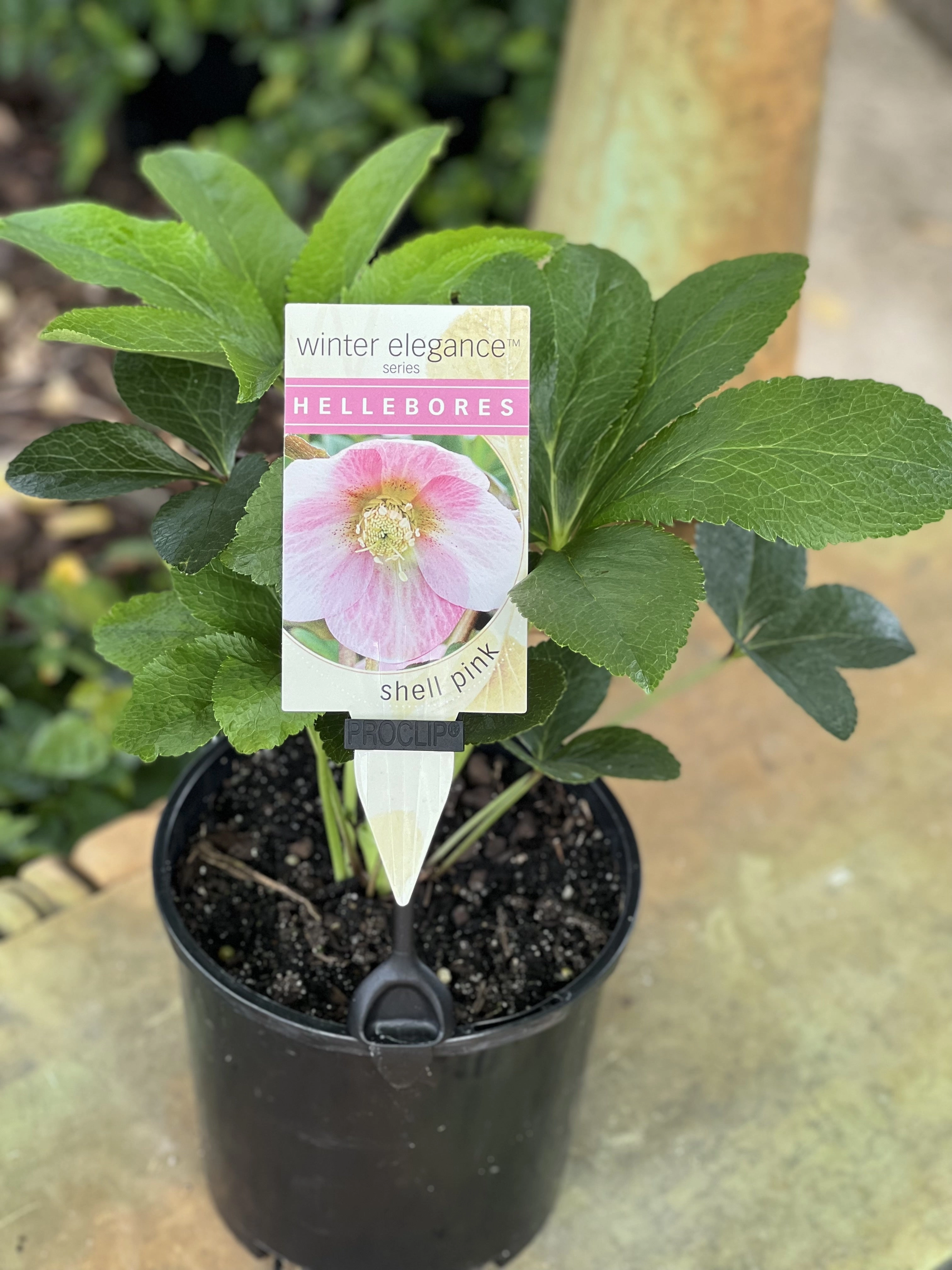 Helleborus - Winter Elegance series 'Shell Pink'