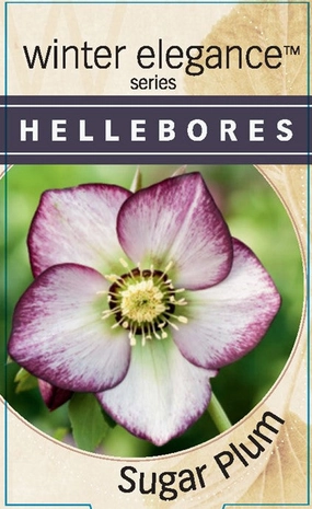 Helleborus - Winter Elegance series 'Sugar Plum' small flower pot  