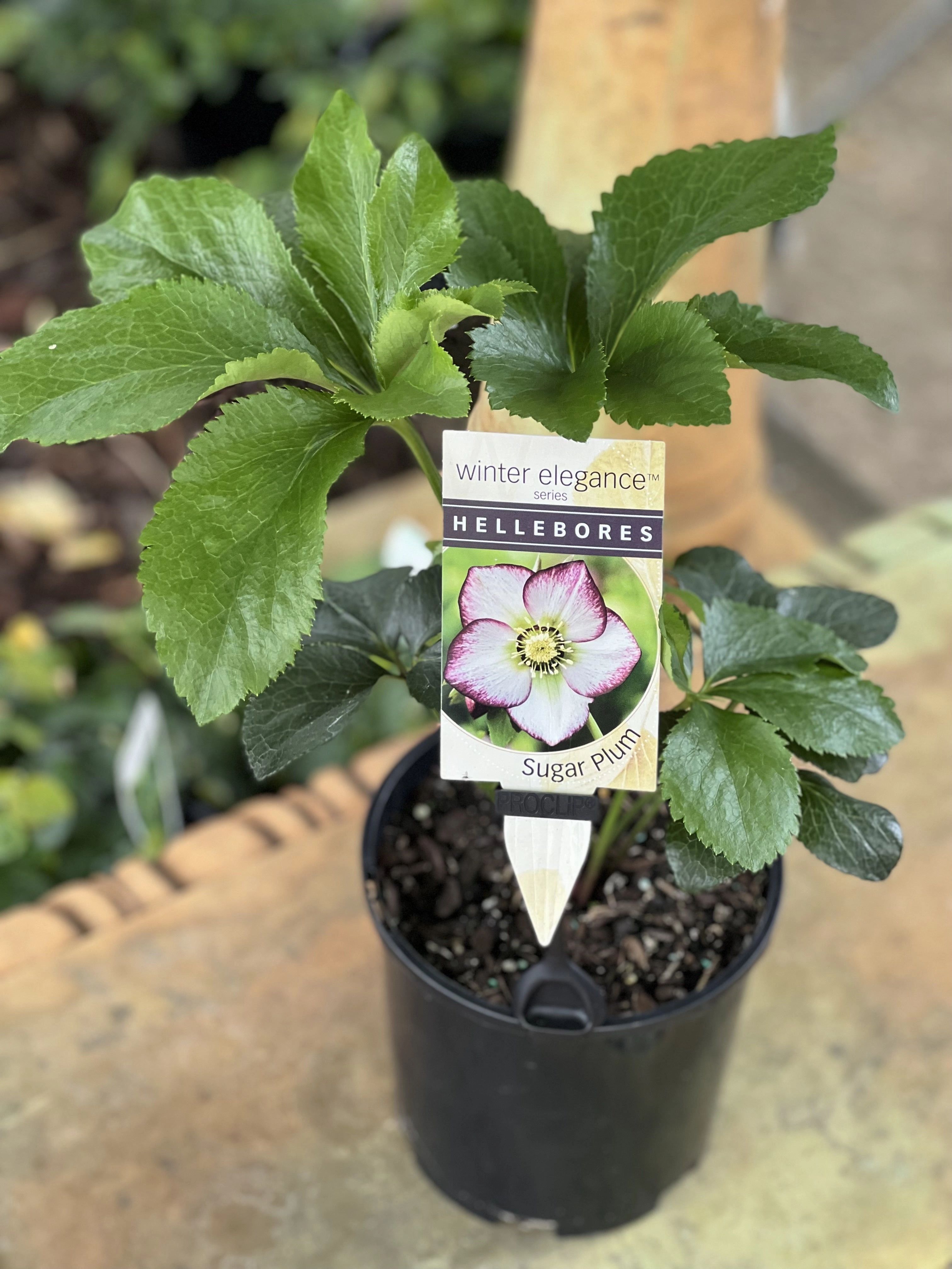Helleborus - Winter Elegance series 'Sugar Plum'
