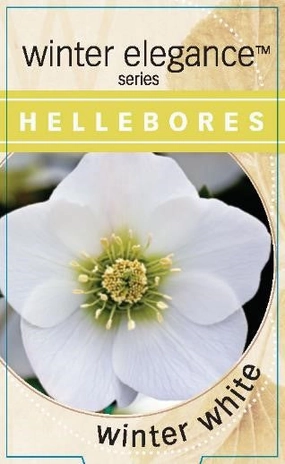 Helleborus - Winter Elegance series 'Winter White' small flower pot  