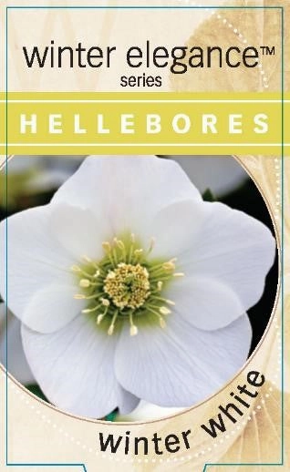 Helleborus - Winter Elegance series 'Winter White' small flower pot  