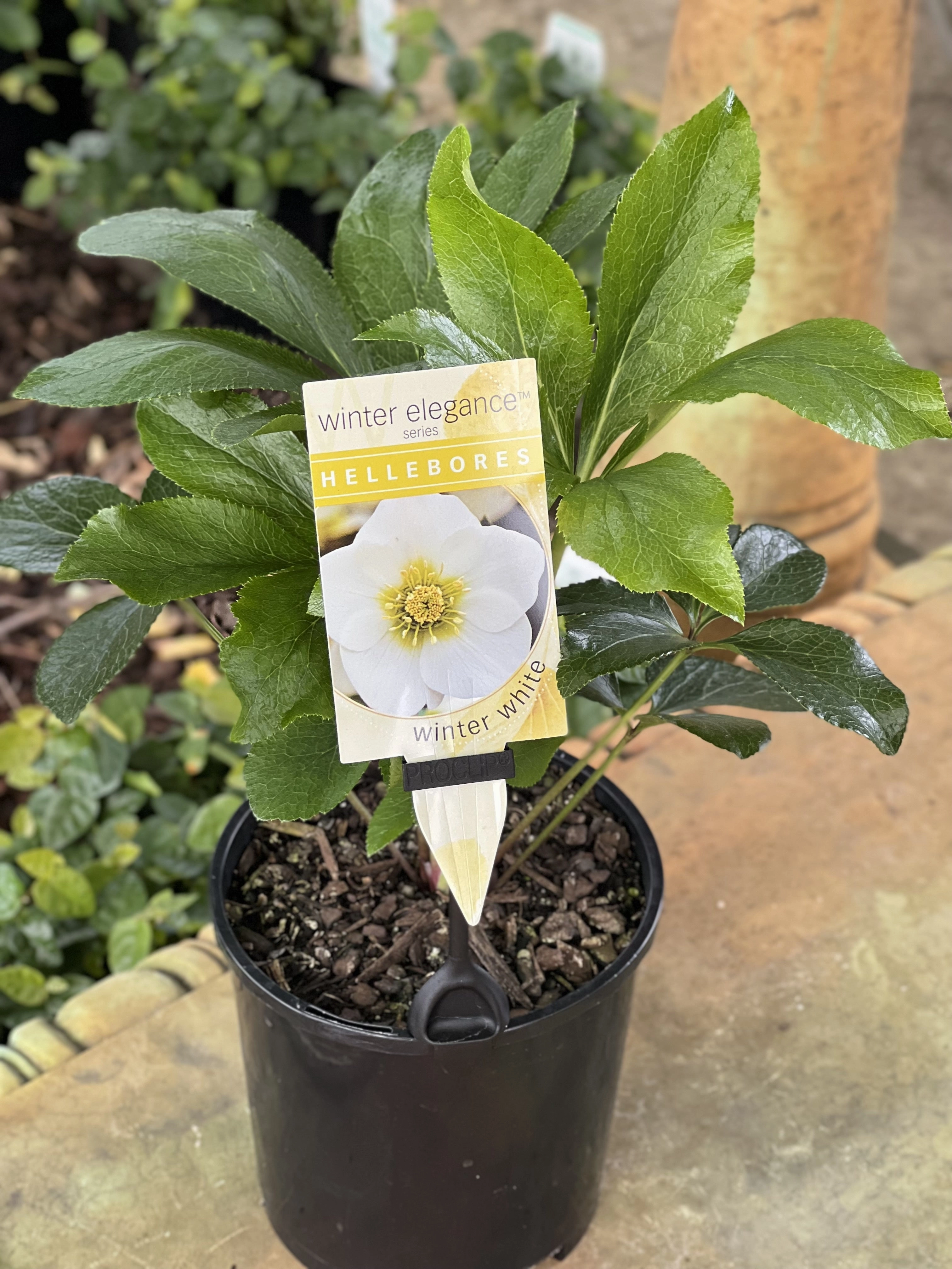 Helleborus - Winter Elegance series 'Winter White'