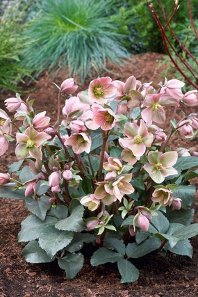Helleborus Frostkiss Angel Glow small flower pot  