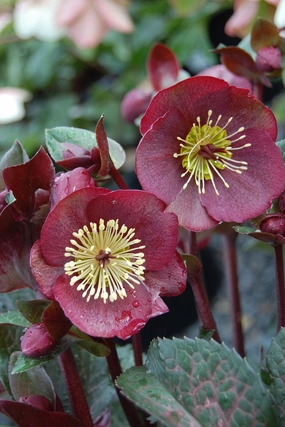 Helleborus Frostkiss Anna's Red small flower pot  