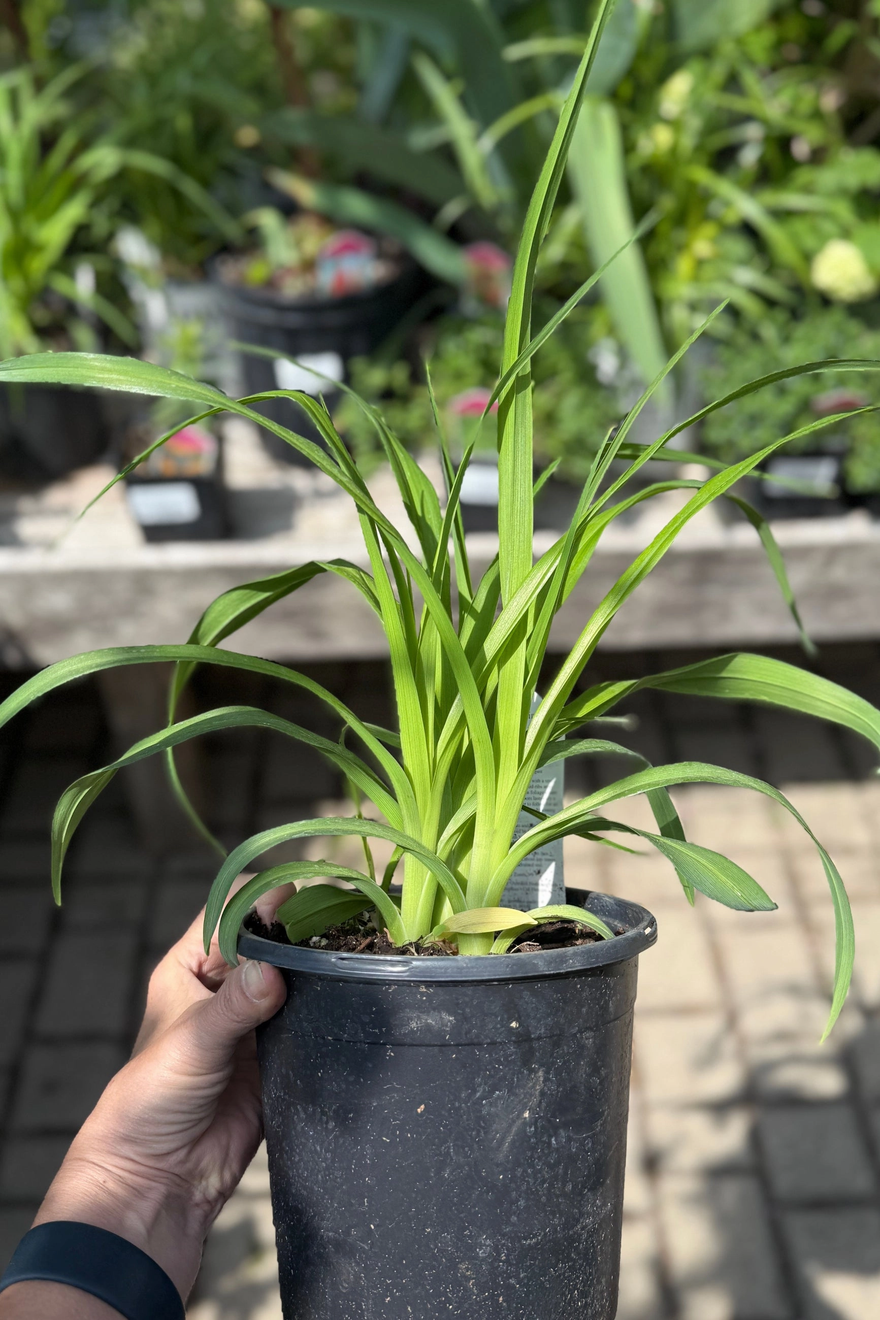 Hemerocallis 'Chicago Fire' #1