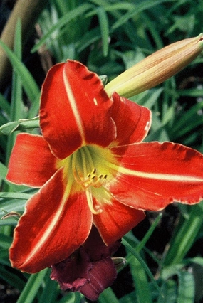 Hemerocallis 'Chicago Fire' #1 decorative flowerpot  