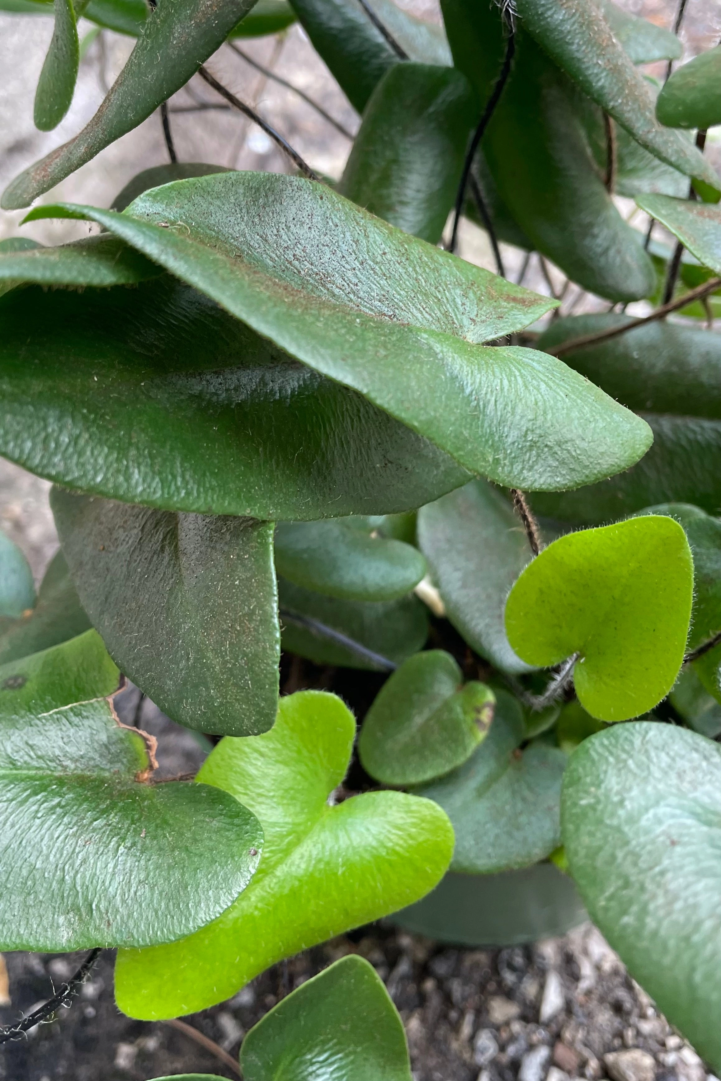 Hemionitus arifolia "Heart Fern" 6" medium flower pot  