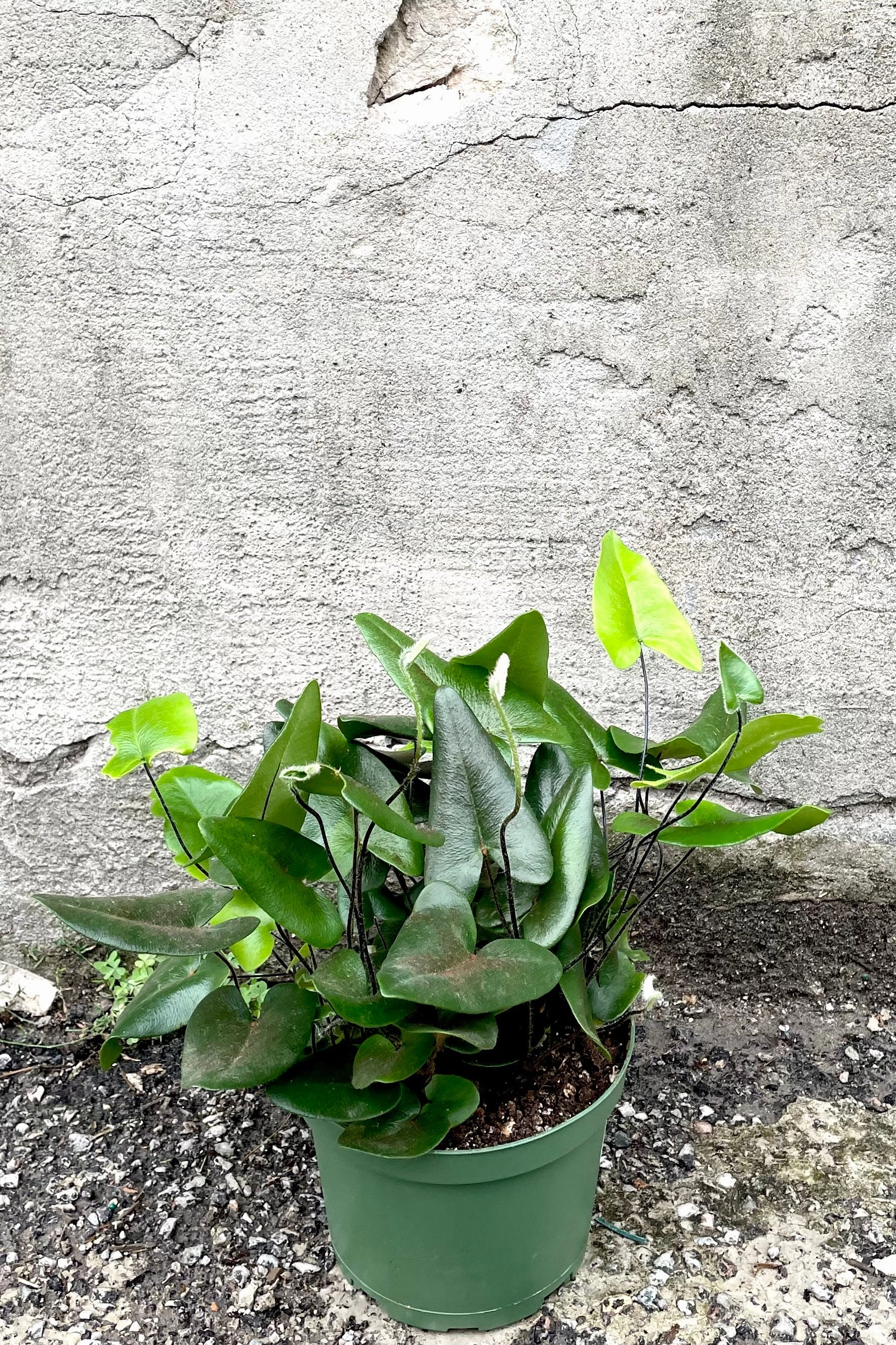 Hemionitus arifolia "Heart Fern" 6"