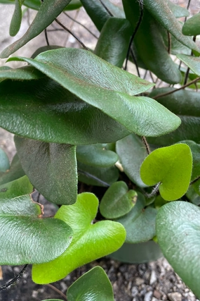 Hemionitus arifolia "Heart Fern" 6" medium flower pot  