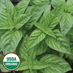 Herb, Basil Genovese Organic Seeds small flower pot  