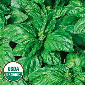 Herb, Basil Isle of Naxos Organic Seeds small flower pot  