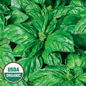 Herb, Basil Isle of Naxos Organic Seeds floating plant shelf  