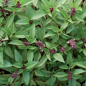 Herb, Basil Thai Organic Seeds floating plant shelf  