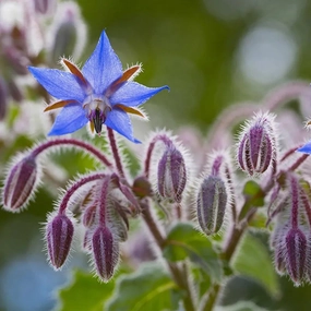 Herb, Borage Seed floating plant shelf  