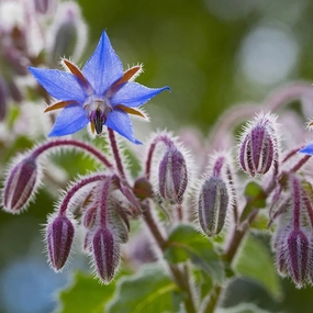 Herb, Borage Seed small flower pot  