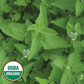 Herb, Catnip Organic Seeds floating plant shelf  
