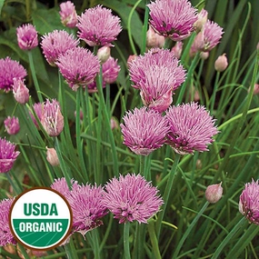 Herb, Chives Organic Seeds small flower pot  