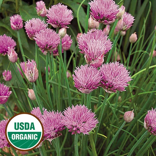 Herb, Chives Organic Seeds floating plant shelf  