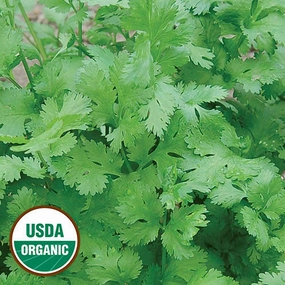 Herb, Cilantro Organic Seeds small flower pot  