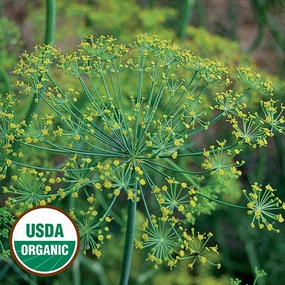 Herb, Dill Bouquet Organic Seeds small flower pot  