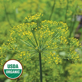 Herb, Dill Grandma Einck's Organic Seeds small flower pot  
