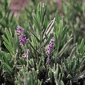 Herb, English Lavender Seeds small flower pot  
