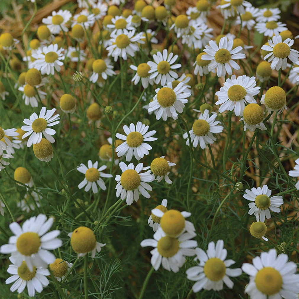 Herb, German Chamomile Seeds small flower pot  
