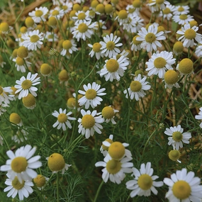 Herb, German Chamomile Seeds floating plant shelf  
