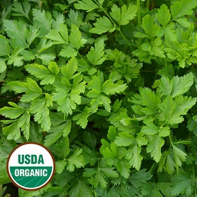 Herb, Giant from Italy Parsley Organic Seeds floating plant shelf  