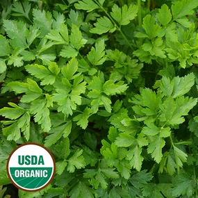 Herb, Giant from Italy Parsley Organic Seeds small flower pot  