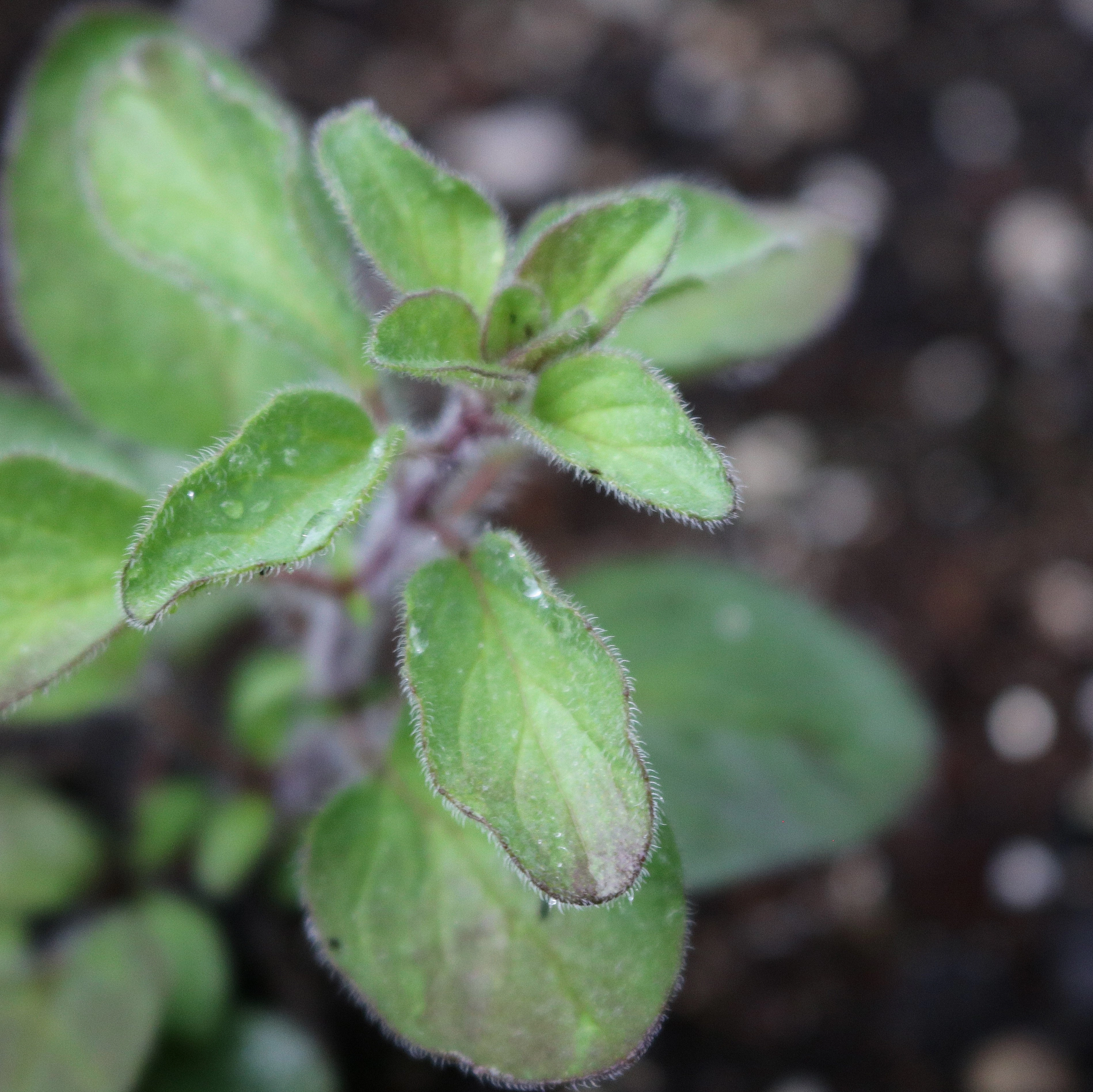 Herb, Greek Oregano Seeds small flower pot  