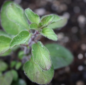 Herb, Greek Oregano Seeds small flower pot  