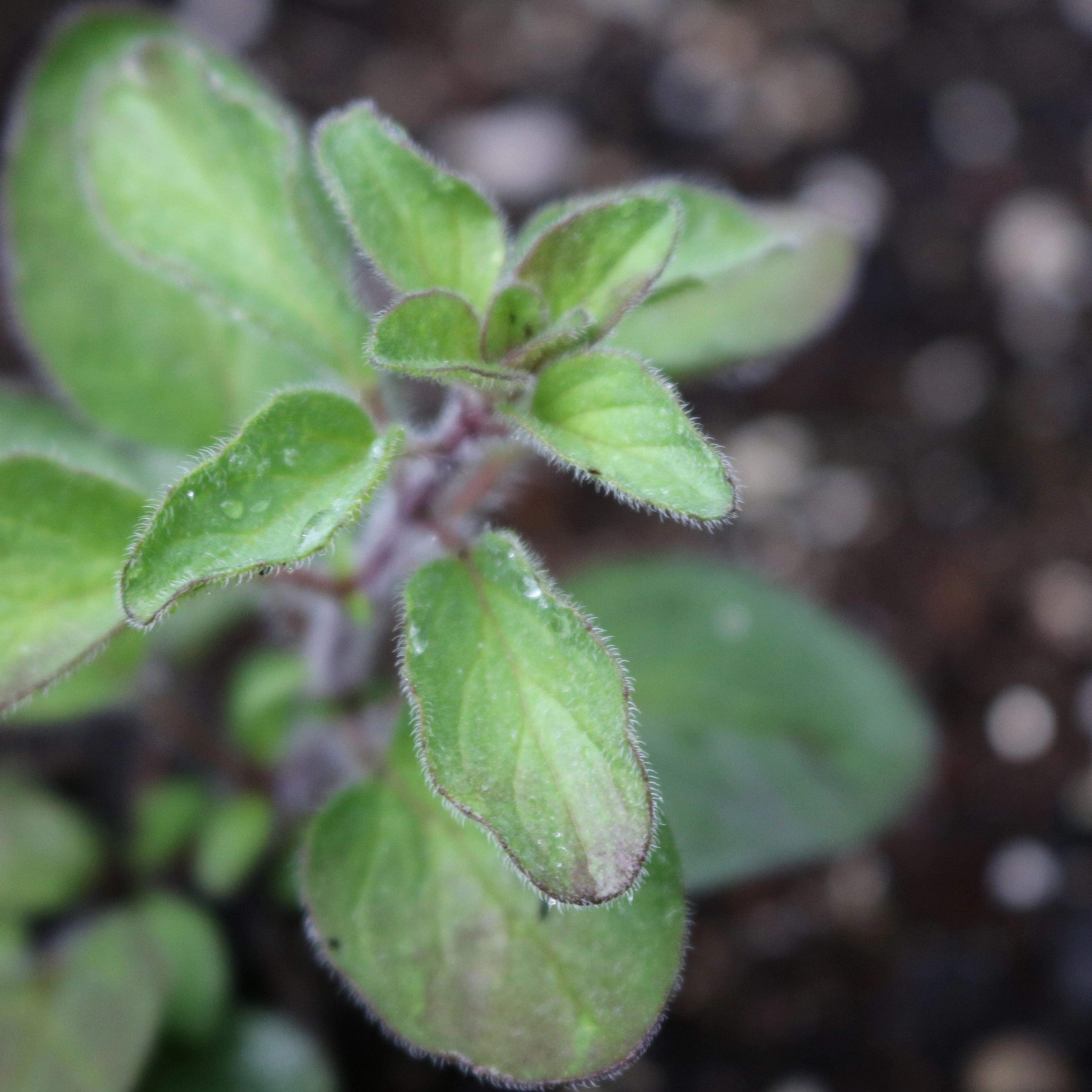 Herb, Greek Oregano Seeds floating plant shelf  