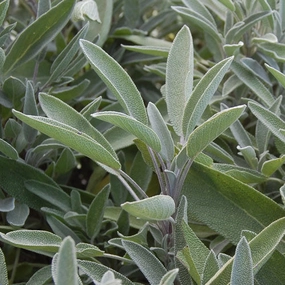 Herb, Green Culinary Sage Seeds floating plant shelf  