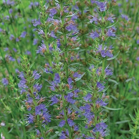 Herb, Hyssop small flower pot  