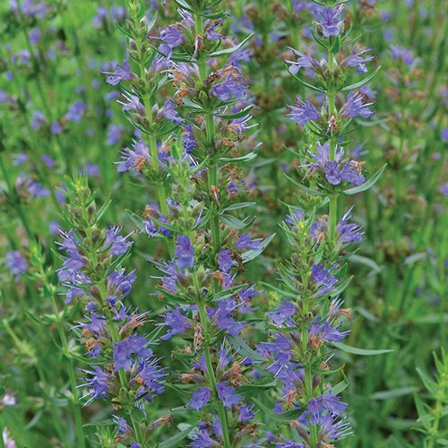 Herb, Hyssop floating plant shelf  