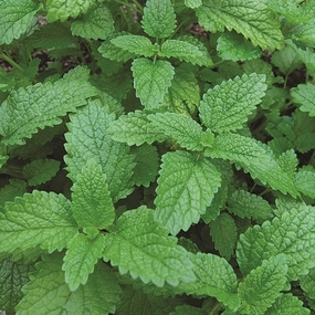 Herb, Lemon Balm Seeds floating plant shelf  