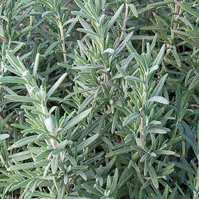 Herb, Rosemary Seeds small flower pot  