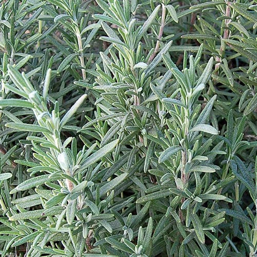 Herb, Rosemary Seeds small flower pot  
