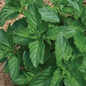 Herb, Spearmint Seeds floating plant shelf  